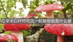 杆杆|红伞伞白杆杆吃完一起躺板板是什么梗？ 戳这里为你科普