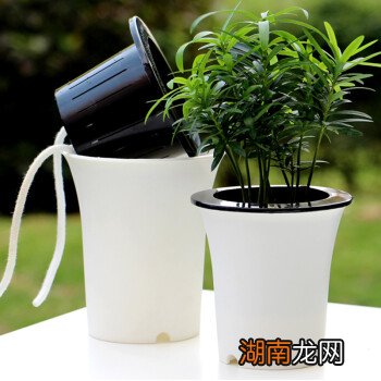 水生空心菜种植视频_水生植物怎么种植_水生大型植物