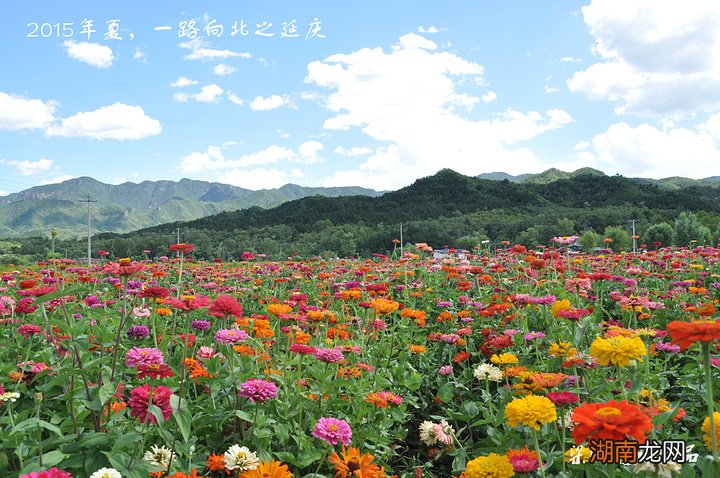 圆肉质叶黄花木本_观叶木本植物图片及名称_榛叶黄花稔