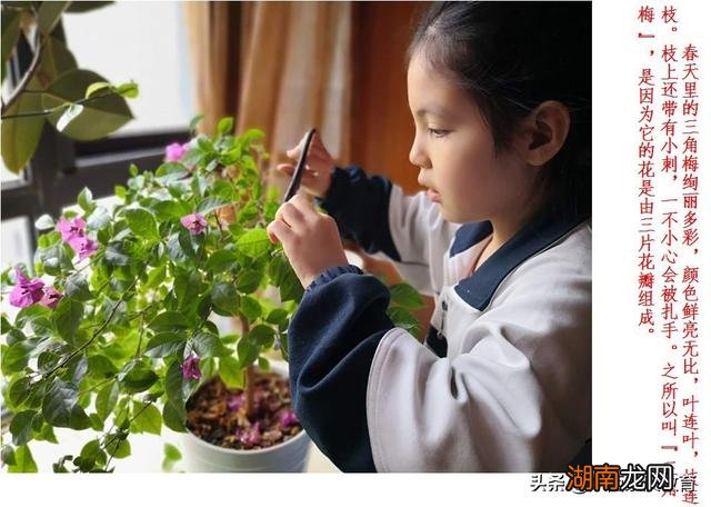 中小学生植物栽培大赛_英特尔大连高校学生环保创意营销大赛_翡翠珠植物怎么栽培