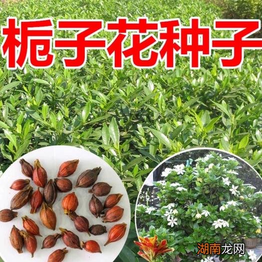 栀子叶的花语_大花栀子花语_栀子花的花语是