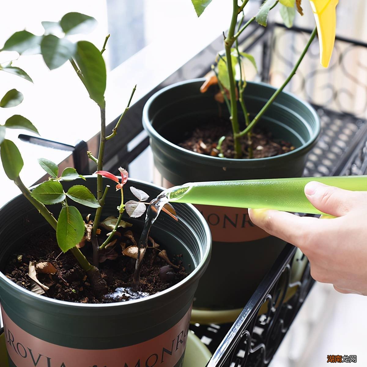 多肉植物冬季养护方法_观叶海棠的养殖方法_观叶植物冬季养护方法