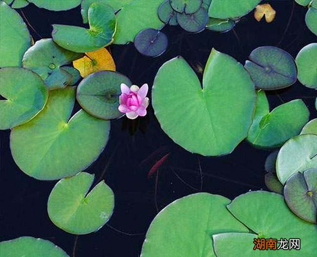 杜鹃花属植物多是世界著名观赏树种_观赏水生植物_水生观赏动物