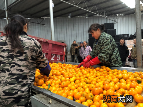 橙冰糖葫芦做法_冰糖橙_橙冰糖橙