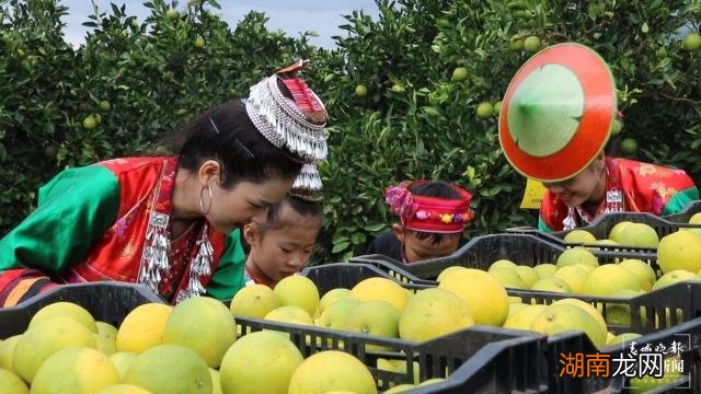 冰糖橙 玉溪新平:去年橙子滞销客商纷至沓来橙子增产价格持续走高