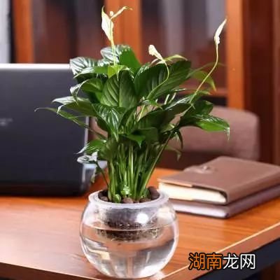 绿色开花植物有根茎叶_会开花的绿色硬叶植物_开花硬植物绿色叶会枯萎吗