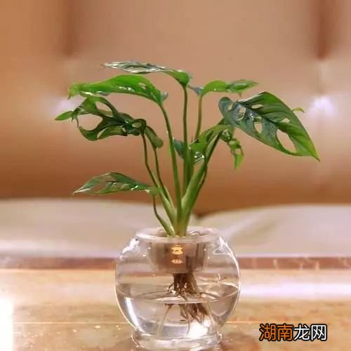 绿色开花植物有根茎叶_开花硬植物绿色叶会枯萎吗_会开花的绿色硬叶植物