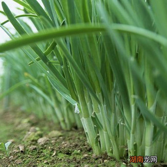 韭黄种植_种植韭黄的专用桶_种植韭黄的方法