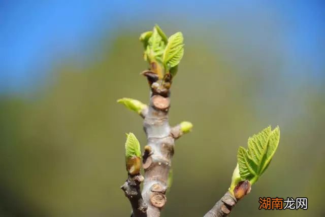 无花果的栽培技术_无花果的栽培技术视频_栽培无花果技术要求